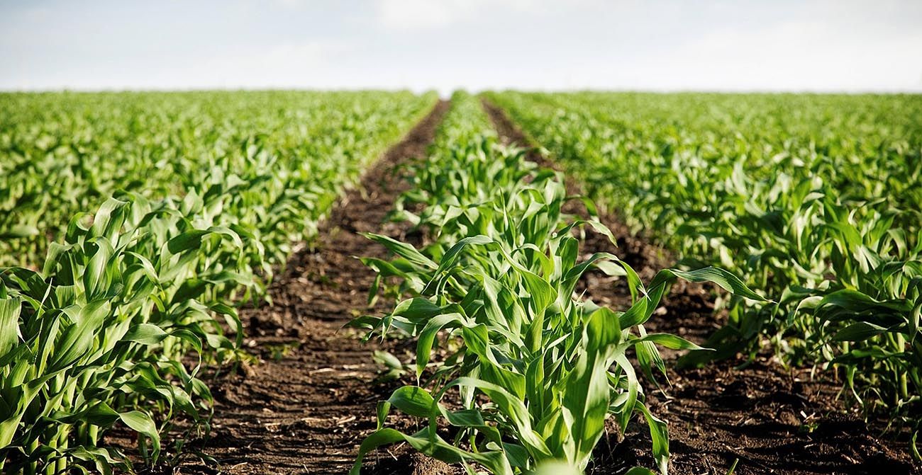 marketing agricultura agromarketing
